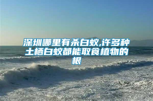 深圳哪里有殺白蟻,許多種土棲白蟻都能取食植物的根