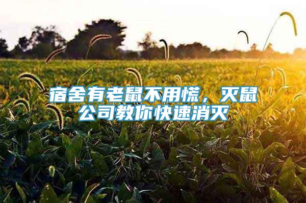宿舍有老鼠不用慌，滅鼠公司教你快速消滅