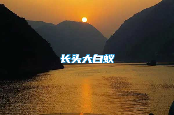 長(zhǎng)頭大白蟻