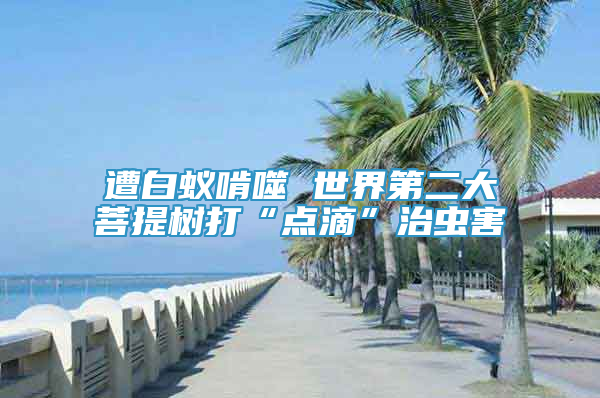 遭白蟻啃噬 世界第二大菩提樹打“點滴”治蟲害