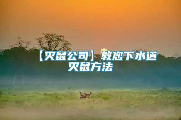 【滅鼠公司】教您下水道滅鼠方法