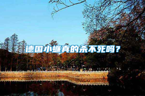 德國小蠊真的殺不死嗎？