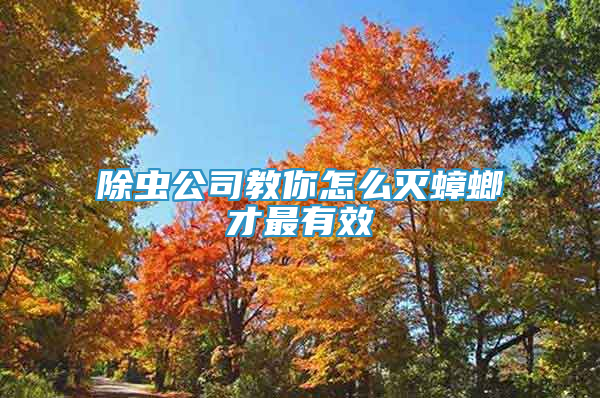 除蟲公司教你怎么滅蟑螂才最有效