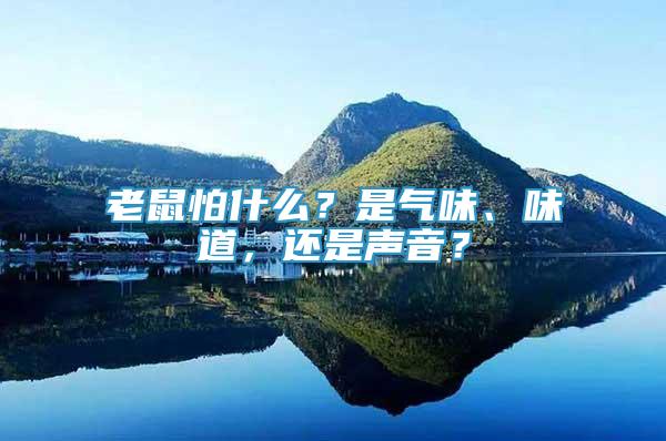 老鼠怕什么？是氣味、味道，還是聲音？