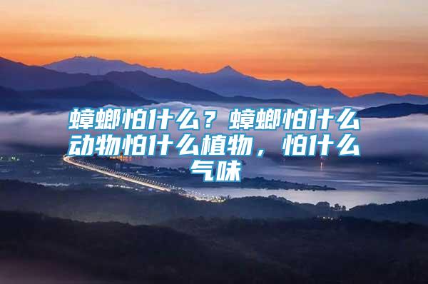 蟑螂怕什么？蟑螂怕什么動物怕什么植物，怕什么氣味