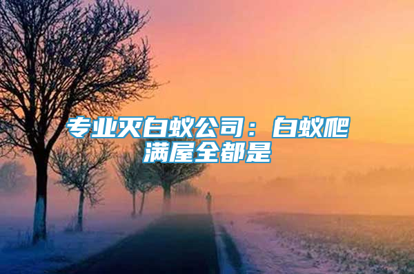 專業(yè)滅白蟻公司：白蟻爬滿屋全都是