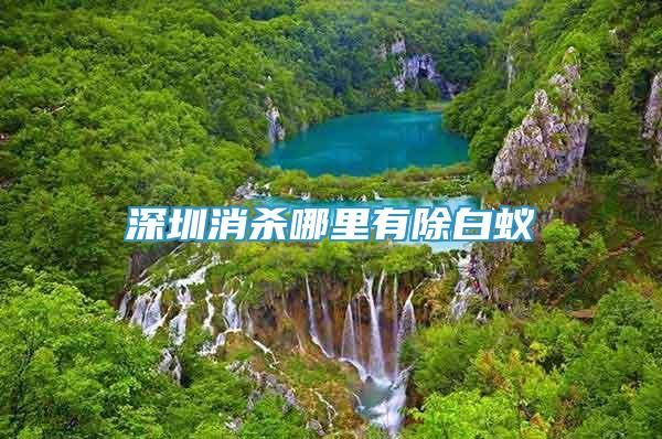 深圳消殺哪里有除白蟻