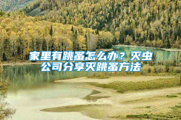 家里有跳蚤怎么辦？滅蟲公司分享滅跳蚤方法