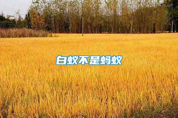 白蟻不是螞蟻