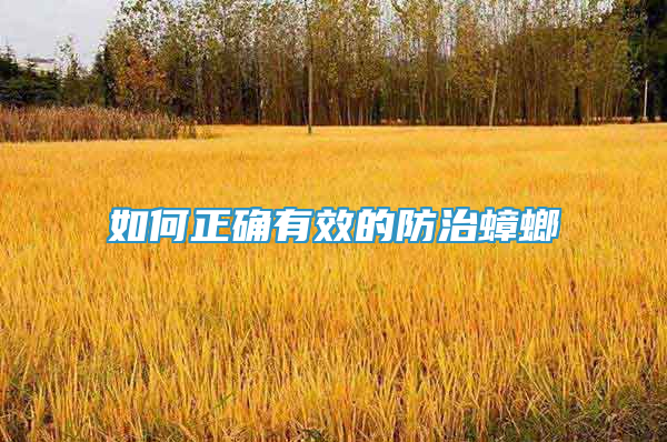 如何正確有效的防治蟑螂