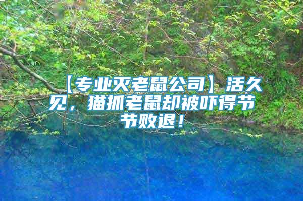 【專業(yè)滅老鼠公司】活久見，貓抓老鼠卻被嚇得節(jié)節(jié)敗退！
