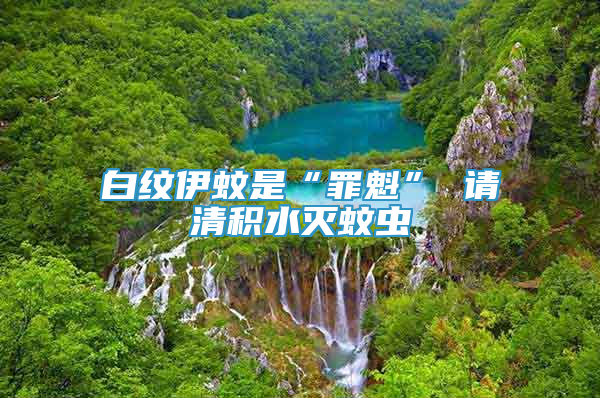 白紋伊蚊是“罪魁” 請清積水滅蚊蟲