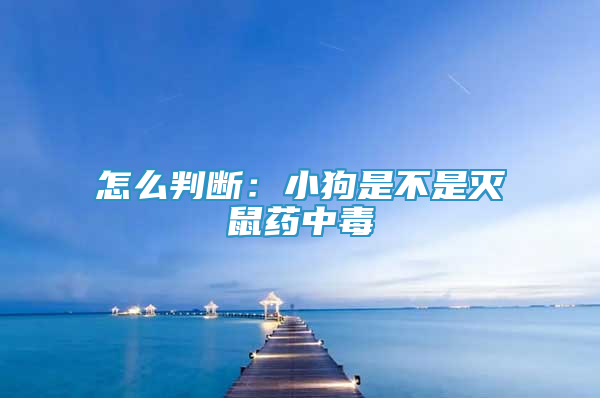 怎么判斷：小狗是不是滅鼠藥中毒