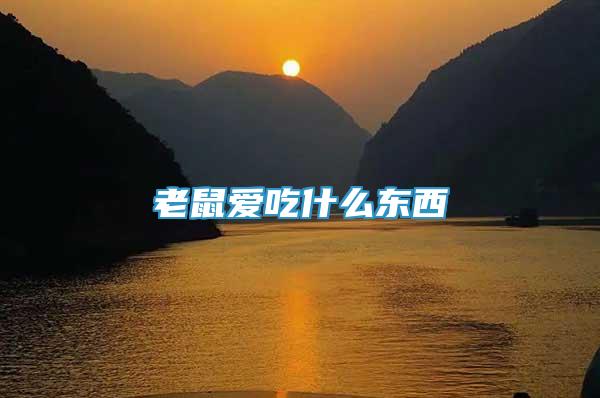 老鼠愛吃什么東西
