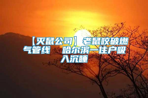 【滅鼠公司】老鼠咬破燃氣管線  哈爾濱一住戶吸入沉睡