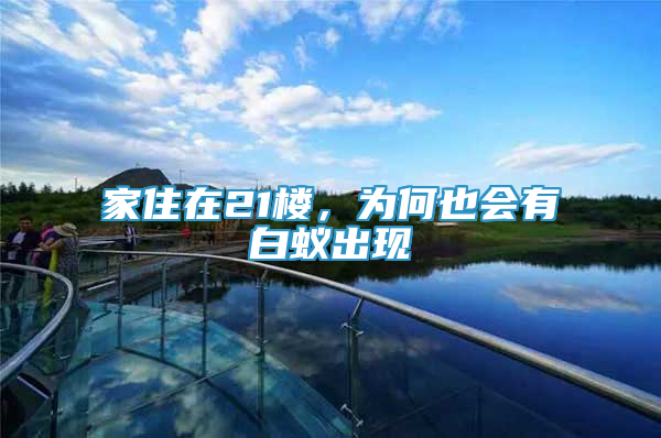 家住在21樓，為何也會有白蟻出現(xiàn)
