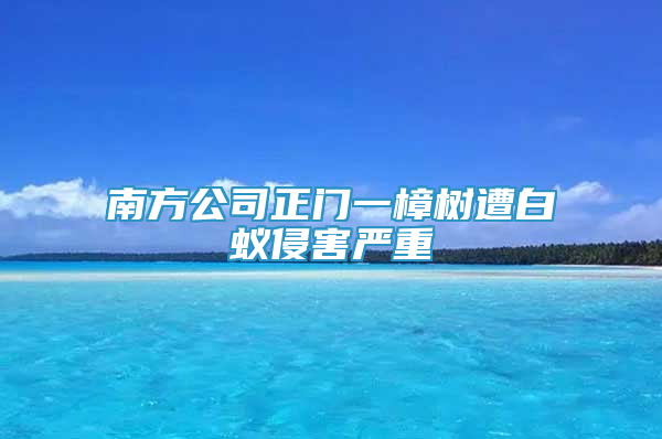 南方公司正門一樟樹遭白蟻侵害嚴(yán)重