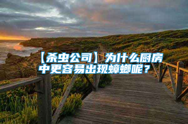 【殺蟲公司】為什么廚房中更容易出現(xiàn)蟑螂呢？