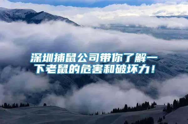 深圳捕鼠公司帶你了解一下老鼠的危害和破壞力！