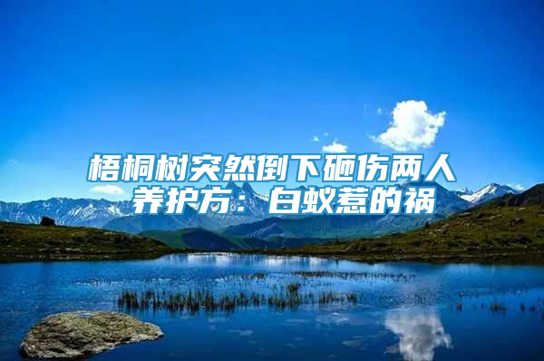 梧桐樹(shù)突然倒下砸傷兩人 養(yǎng)護(hù)方：白蟻惹的禍