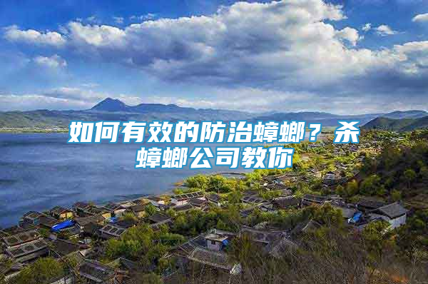如何有效的防治蟑螂？殺蟑螂公司教你