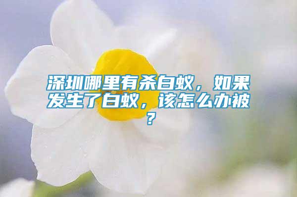 深圳哪里有殺白蟻，如果發(fā)生了白蟻，該怎么辦被？