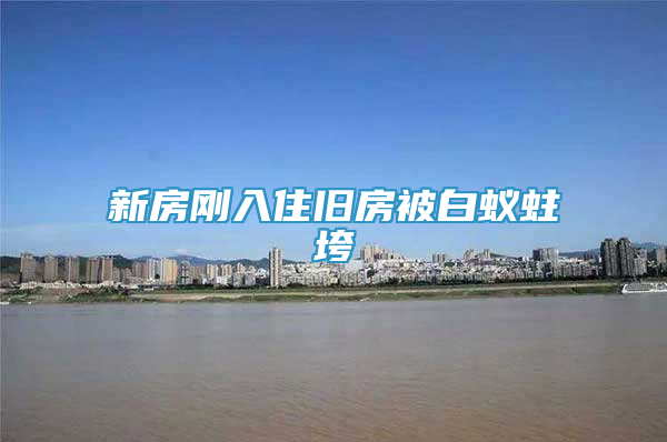 新房剛?cè)胱∨f房被白蟻蛀垮
