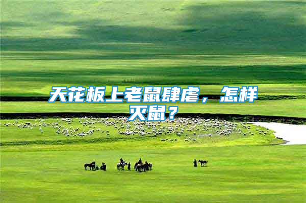 天花板上老鼠肆虐，怎樣滅鼠？