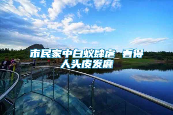 市民家中白蟻肆虐 看得人頭皮發(fā)麻