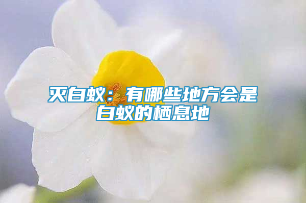 滅白蟻：有哪些地方會是白蟻的棲息地