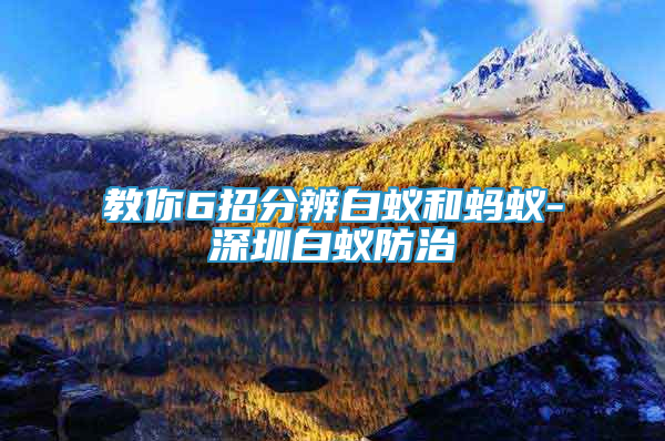 教你6招分辨白蟻和螞蟻-深圳白蟻防治