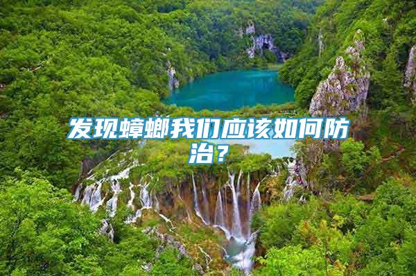 發(fā)現蟑螂我們應該如何防治？