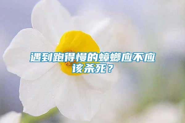 遇到跑得慢的蟑螂應(yīng)不應(yīng)該殺死？