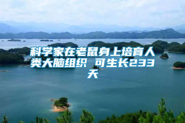 科學(xué)家在老鼠身上培育人類大腦組織 可生長(zhǎng)233天