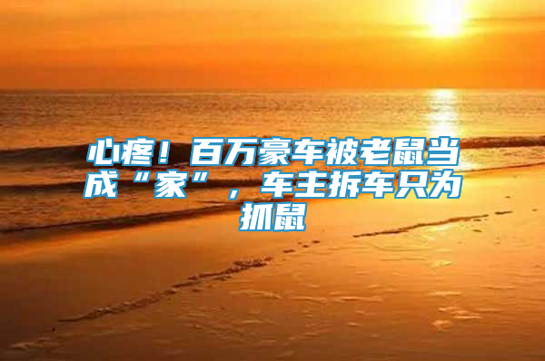 心疼！百萬豪車被老鼠當成“家”，車主拆車只為抓鼠