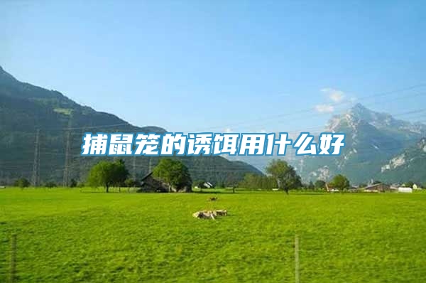 捕鼠籠的誘餌用什么好