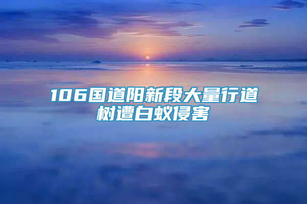 106國道陽新段大量行道樹遭白蟻侵害