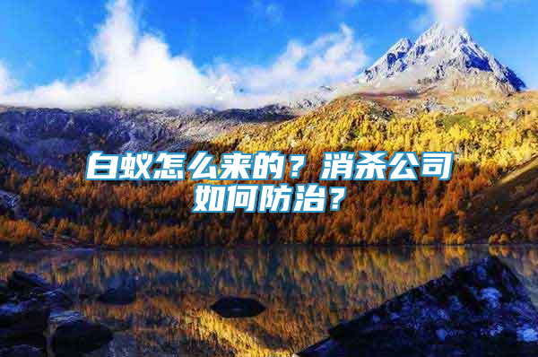 白蟻怎么來的？消殺公司如何防治？