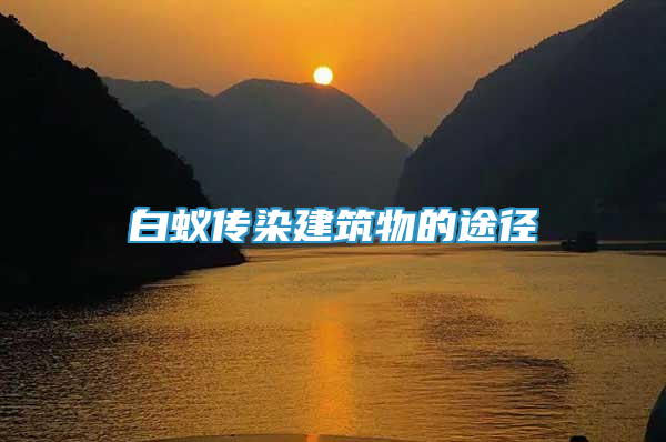 白蟻傳染建筑物的途徑