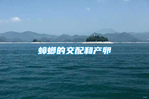 蟑螂的交配和產(chǎn)卵