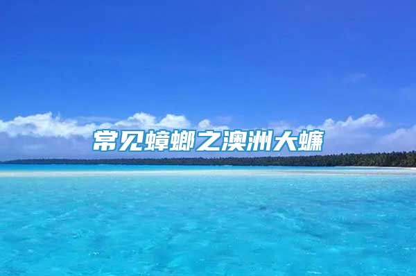 常見(jiàn)蟑螂之澳洲大蠊