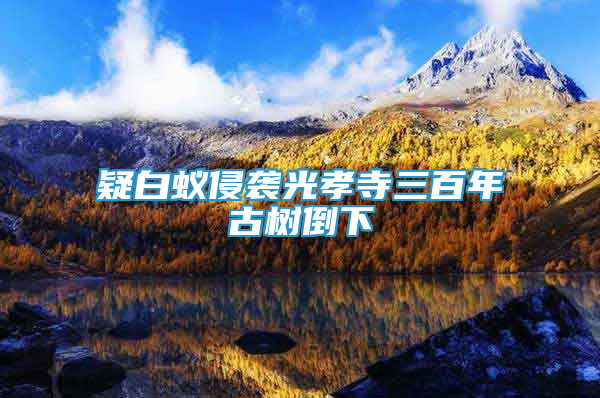 疑白蟻侵襲光孝寺三百年古樹倒下