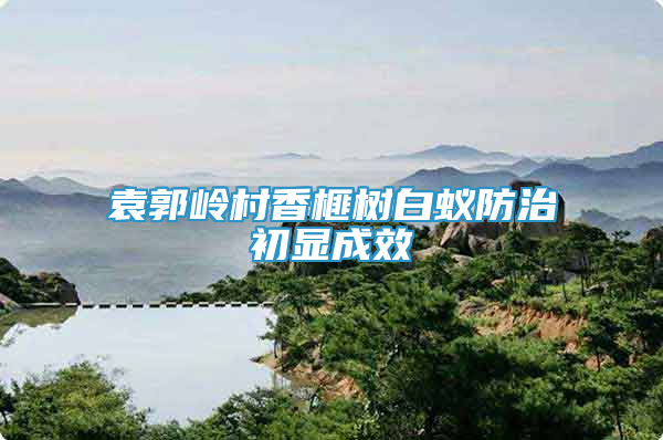 袁郭嶺村香榧樹白蟻防治初顯成效