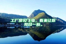 工廠常見飛蟲，看來讓你耳目一新。