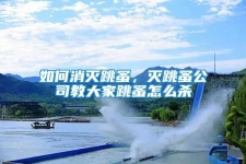 如何消滅跳蚤，滅跳蚤公司教大家跳蚤怎么殺