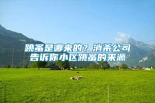跳蚤是哪來的？消殺公司告訴你小區(qū)跳蚤的來源