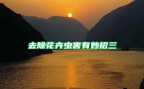 去除花卉蟲(chóng)害有妙招三